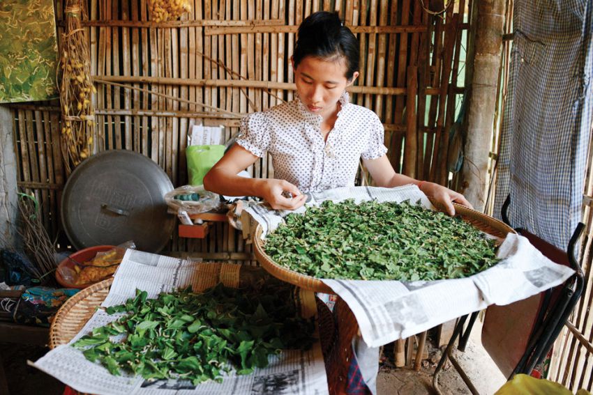Siem Reap Economy
